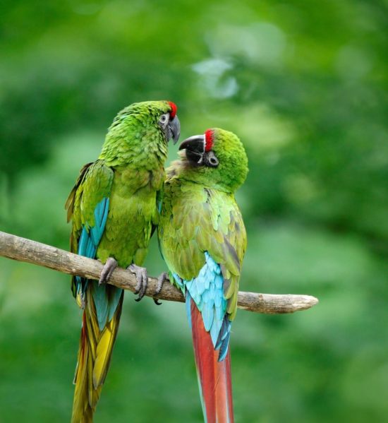 military macaw pair
